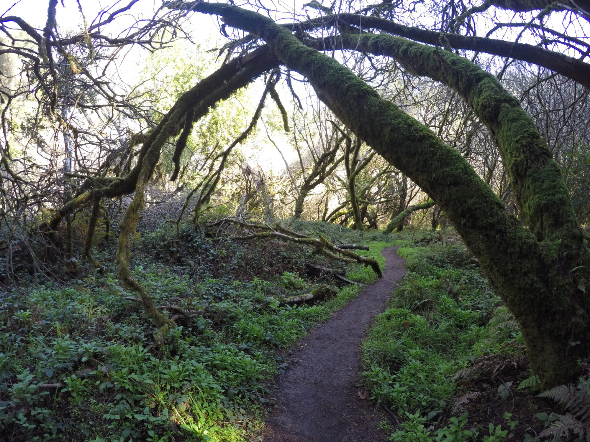 Please help maintain our trails – Join us Sat Jan 28th at DeLaveaga Park!